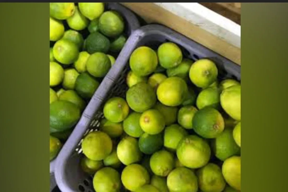 ލުބޯ ކިލޯއެއް 70 ރުފިޔާއަށް މިރުސް ކިލޯއެއް 330 ރުފިޔާ، އަދިވެސް ބުނާނީ އަތްފޯރާ ފަށުގައޭ؟